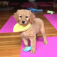 What's it, a female Golden Retriever for sale in Eugene, OR – 1 of 6