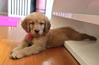 Dinglehopper, a male Golden Retriever for sale in Eugene, OR – 5 of 8