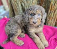 February | Medium 35-40#, a female English Goldendoodle for sale in Eugene, OR – 6 of 7