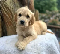 Cliffbar - ESA or Therapy Prospect, a male Goldendoodle for sale in Eugene, OR – 3 of 8