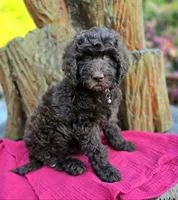 July - Medium 35-40#, a female English Goldendoodle for sale in Eugene, OR – 3 of 4