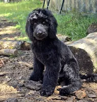 October – Well-Started Goldendoodle | Service & Therapy Prospect, a male English Goldendoodle for sale in Eugene, OR – 3 of 7