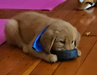 Snarfblat , a male Golden Retriever for sale in Eugene, OR – 6 of 7