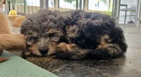 Liberty | Expected 10–15 lbs, a female Miniature Goldendoodle for sale in Eugene, OR – 4 of 7