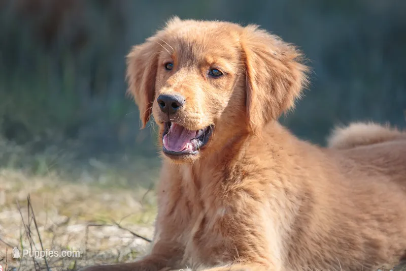 Snarfblat  – Golden Retriever puppy for sale in Eugene, OR