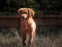What's it, a female Golden Retriever for sale in Eugene, OR – 2 of 8