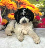 Dragonfly, a female Miniature Goldendoodle for sale in Eugene, OR – 3 of 6