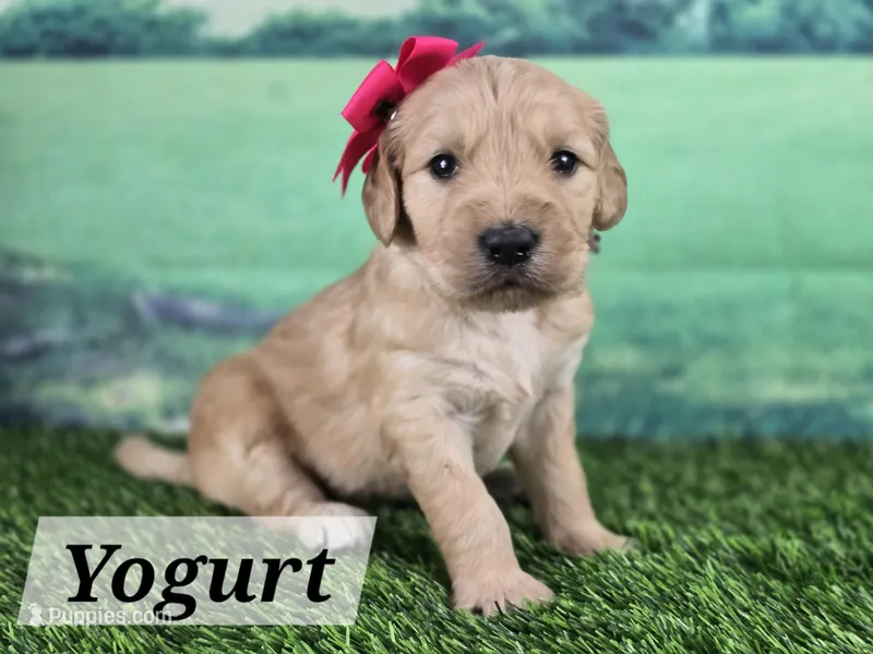 Yogurt – Goldendoodle puppy for sale in Eugene, OR