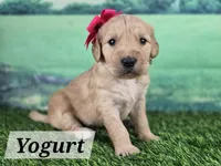 Yogurt, a female Goldendoodle for sale in Eugene, OR – 1 of 4