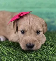 Yogurt, a female Goldendoodle for sale in Eugene, OR – 2 of 4