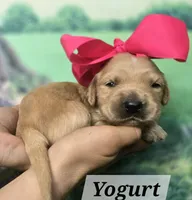Yogurt, a female Goldendoodle for sale in Eugene, OR – 3 of 4