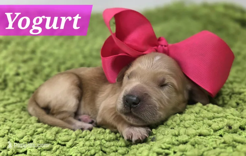 Yogurt – Goldendoodle puppy for sale in Eugene, OR