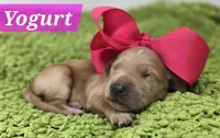 Yogurt, a female Goldendoodle for sale in Eugene, OR – 4 of 4
