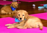 Gizmo, a male Golden Retriever for sale in Eugene, OR – 4 of 4