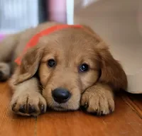 Dinglehopper, a male Golden Retriever for sale in Eugene, OR – 2 of 8