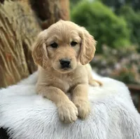 Popcorn - Service Prospect | Flat Coat Standard Ultra Goldendoodle, a female Goldendoodle for sale in Eugene, OR – 3 of 6