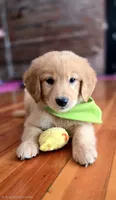 Widget, a male Golden Retriever for sale in Eugene, OR – 1 of 7