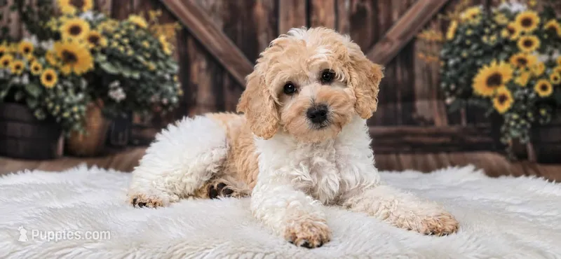 Ladybug – Miniature Goldendoodle puppy for sale in Eugene, OR