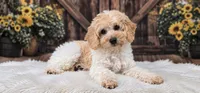 Ladybug, a female Miniature Goldendoodle for sale in Eugene, OR – 1 of 7