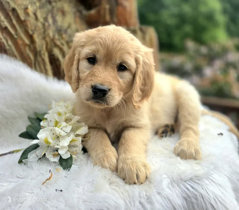 Applesauce – Goldendoodle puppy for sale in Eugene, OR