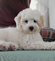 Justice | Expected 10–15 lbs, a male Miniature Goldendoodle for sale in Eugene, OR – 1 of 9