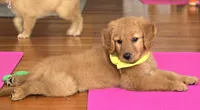 What's it, a female Golden Retriever for sale in Eugene, OR – 5 of 6