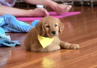 What's it, a female Golden Retriever for sale in Eugene, OR – 4 of 6