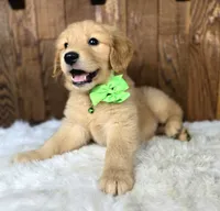 Widget, a male Golden Retriever for sale in Eugene, OR – 6 of 7