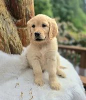 Applesauce | Flat Coat Standard Ultra Goldendoodle, a female Goldendoodle for sale in Eugene, OR – 3 of 10