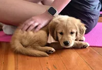 Gubbins, a male Golden Retriever for sale in Eugene, OR – 2 of 8