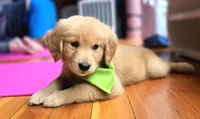 Widget, a male Golden Retriever for sale in Eugene, OR – 5 of 7