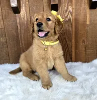 What's it, a female Golden Retriever for sale in Eugene, OR – 3 of 6