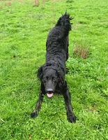 Blue – 1.5 yr old Goldendoodle (Experienced Home Needed), a female Goldendoodle for sale in Eugene, OR – Photo 4 of 4