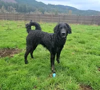 Blue – 1.5 yr old Goldendoodle (Experienced Home Needed), a female Goldendoodle for sale in Eugene, OR – Photo 3 of 4