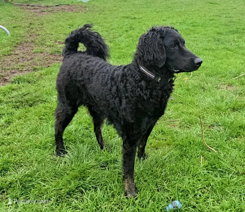 Blue – 1.5 yr old Goldendoodle (Experienced Home Needed) – Goldendoodle puppy for sale in Eugene, OR