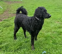 Blue – 1.5 yr old Goldendoodle (Experienced Home Needed), a female Goldendoodle for sale in Eugene, OR – Photo 1 of 4