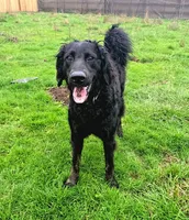 Blue – 1.5 yr old Goldendoodle (Experienced Home Needed), a female Goldendoodle for sale in Eugene, OR – Photo 2 of 4