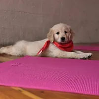 Hades, a male English Cream Golden Retriever for sale in Eugene, OR – 2 of 2