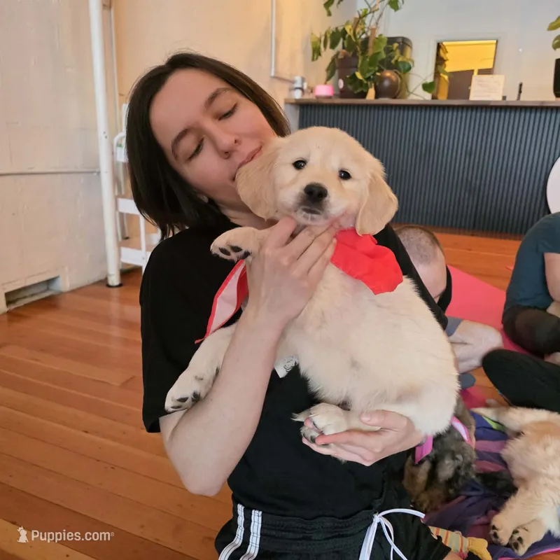 Hades – English Cream Golden Retriever puppy for sale in Eugene, OR