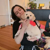 Hades, a male English Cream Golden Retriever for sale in Eugene, OR – 1 of 2