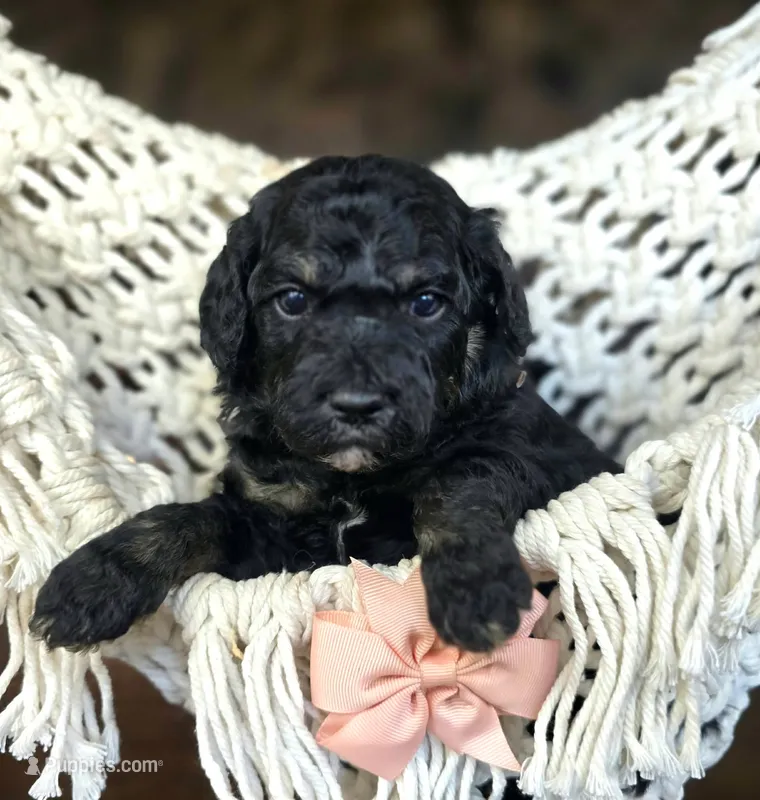 Noble – Miniature Goldendoodle puppy for sale in Eugene, OR