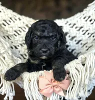 Noble, a male Miniature Goldendoodle for sale in Eugene, OR – 1 of 3