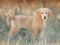 Widget, a male Golden Retriever for sale in Eugene, OR – 3 of 9
