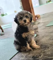 Liberty | Expected 10–15 lbs, a female Miniature Goldendoodle for sale in Eugene, OR – 6 of 7