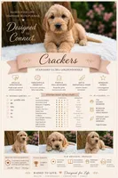 Crackers | Straight Coat Standard Ultra Goldendoodle, a male Goldendoodle for sale in Eugene, OR – 4 of 8