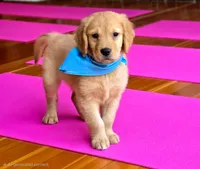 Gizmo, a male Golden Retriever for sale in Eugene, OR – 2 of 4