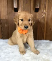 Dinglehopper, a male Golden Retriever for sale in Eugene, OR – 7 of 8