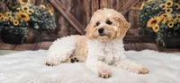 Ladybug, a female Miniature Goldendoodle for sale in Eugene, OR – 3 of 7
