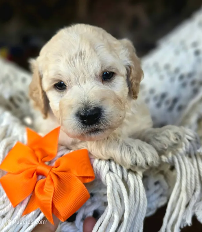 Valor – Miniature Goldendoodle puppy for sale in Eugene, OR