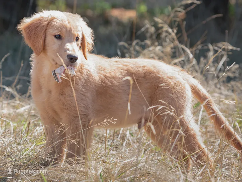 Widget – Golden Retriever puppy for sale in Eugene, OR